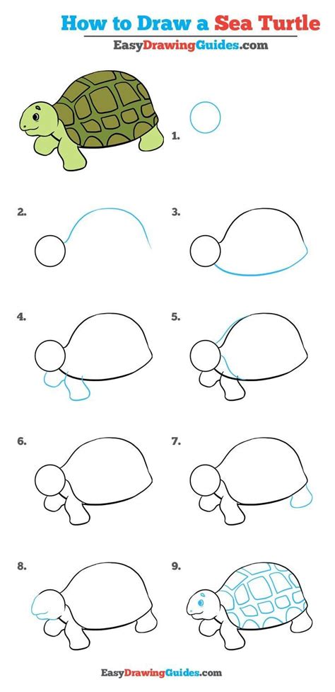 Toradh íomhá ar Turtle Drawing Step by Step