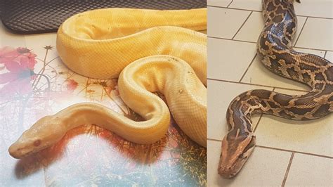 Toradh íomhá ar Twee Python's