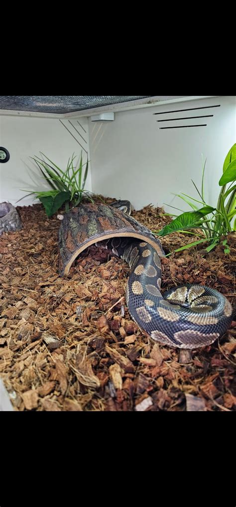 Image result for 5Ft Ball Python