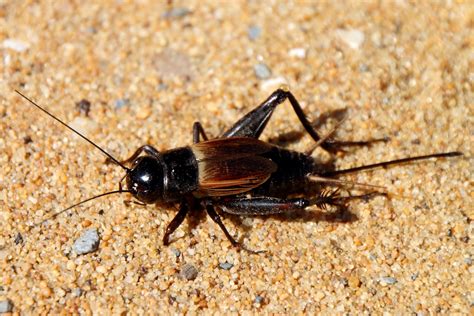 Image result for Cricket Insect