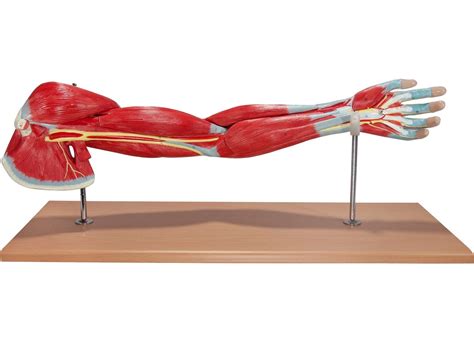 Afbeeldingsresultaten voor Arm Muscle Model