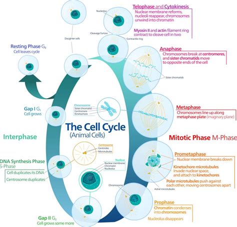 Image result for Cell Cycle Flow Kit