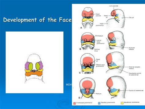Image result for Development of Face