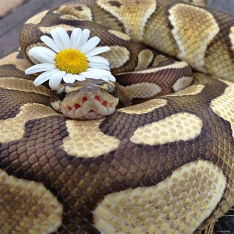 Afbeeldingsresultaten voor Pet Snake Ball Python