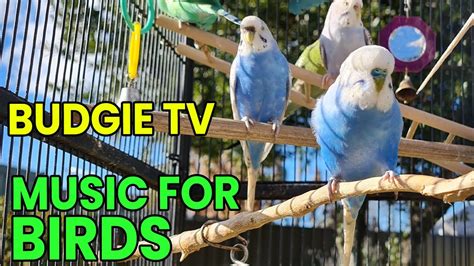 Image result for Budgie Channel