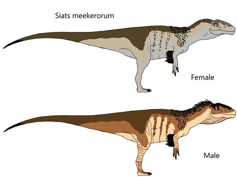 Image result for Siats