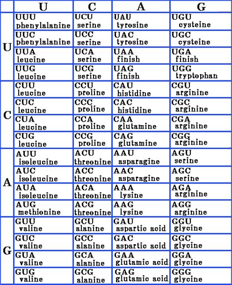 Afbeeldingsresultaten voor ATG Codon