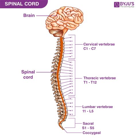 Image result for Spinal Cord Map