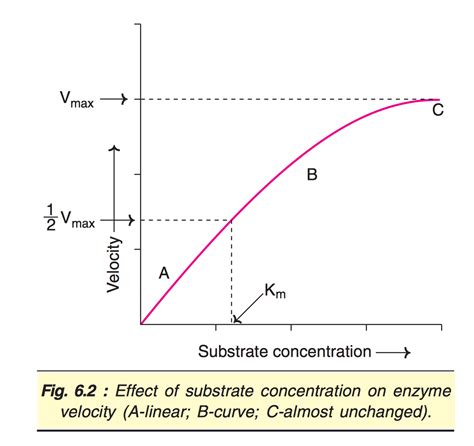 Image result for Enzyme Substrate Concentration Graph