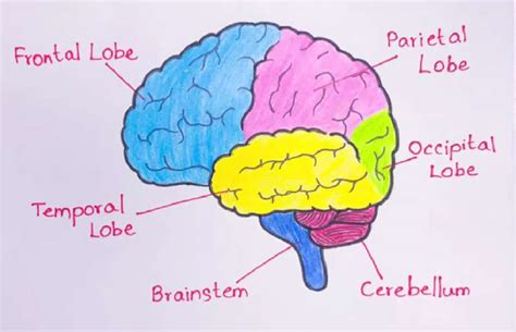 Image result for Brain Tutorial