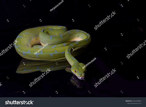 Image result for Sorong Green Tree Python