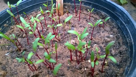 Beetroot Planting に対する画像結果