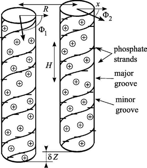 Image result for Parallel DNA Structure
