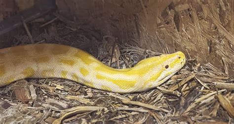 Image result for Python Yellow