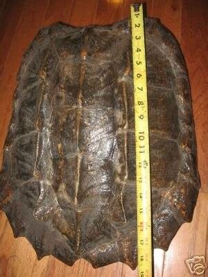 Image result for Alligator Snapping Turtle Shell