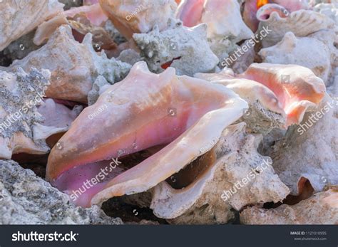 Image result for Conch Out of Shell