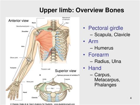 Image result for Protraction Movement Example