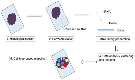 Image result for Spatial Transcriptomics Diagram