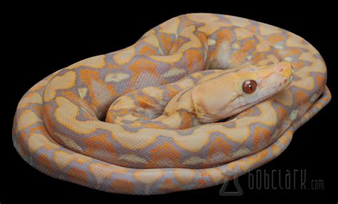 Afbeeldingsresultaten voor Purple Reticulated Python