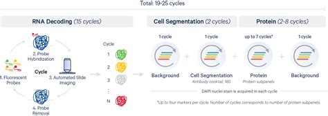 Image result for Xenium Method Overview