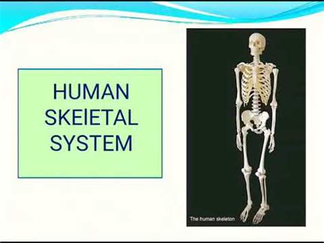 Image result for Binocs Skeletal System Grade 5