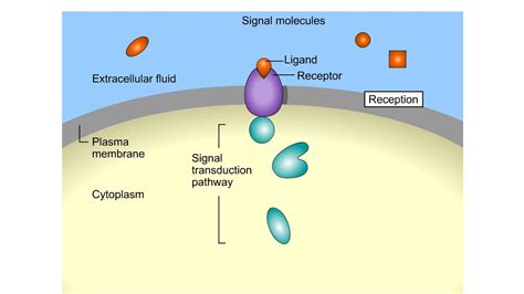 Image result for Cell Signaling Icon