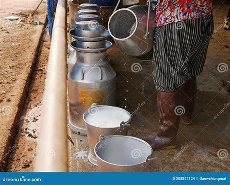 Image result for Cow Milk Bucket