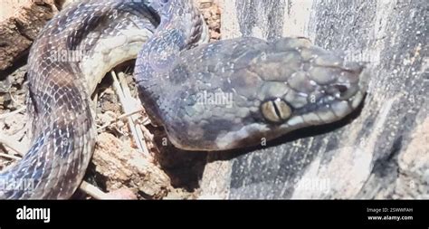 Childrems Python に対する画像結果