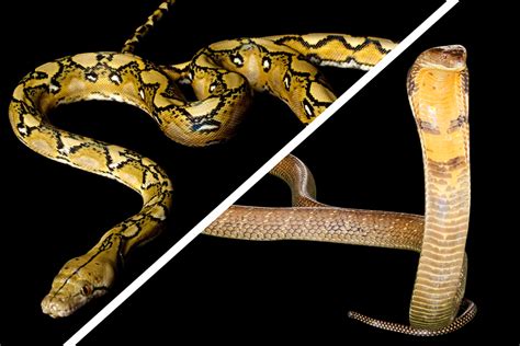 Image result for King Cobra vs Python