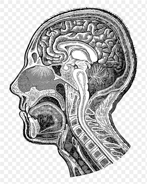 Ladder Memory Cartoon に対する画像結果