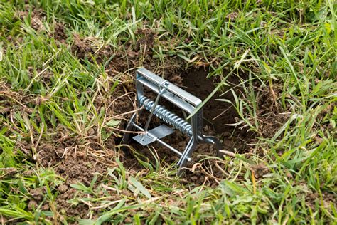 Image result for How to Use Mole Traps