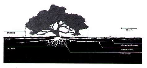 Image result for Water Oak Tree Root System