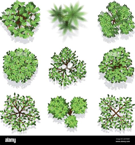 Image result for Top View of Landscape Tree