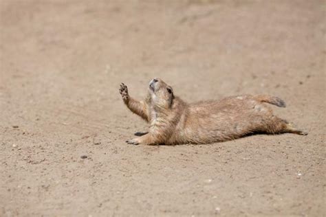 Image result for Prairie Dog Loading Meme