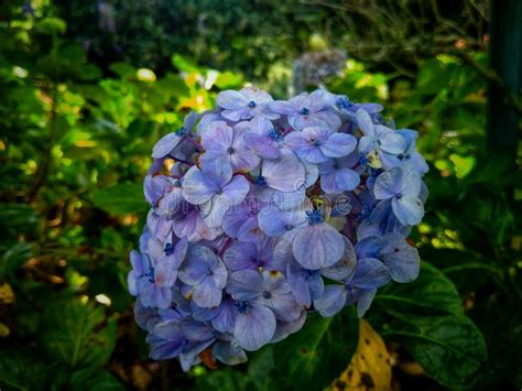 Toradh íomhá ar Briad Hydrangea Broad