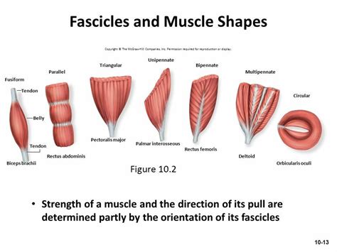 Parallel Def Anatomy に対する画像結果