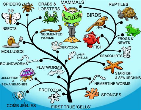 Image result for Evolutionary Tree