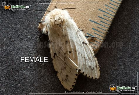 Gypsy Moth in Canada に対する画像結果