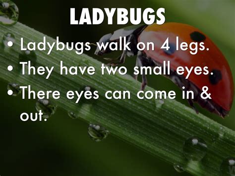 Image result for Ladybug Fun Facts for Kids