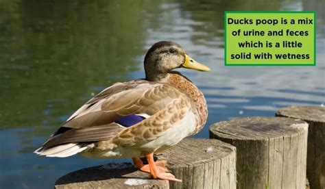 Image result for Duck Poop Chart