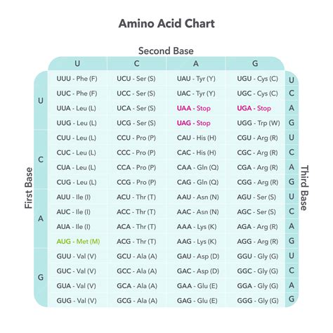 Toradh íomhá ar E. Coli Codon Frequency Table
