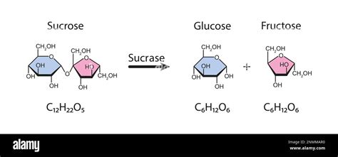 Afbeeldingsresultaten voor Sucrase Enzyme Structure