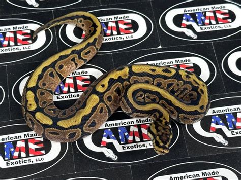 Image result for Sunset Puzzle Ball Python