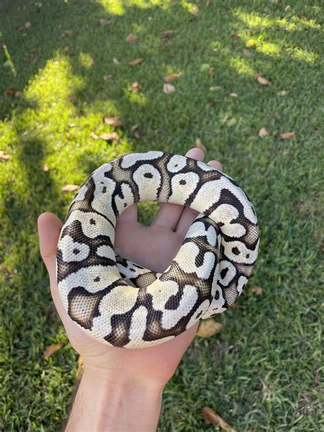Afbeeldingsresultaten voor Septicemia Ball Python