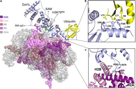 Histone Octamer に対する画像結果