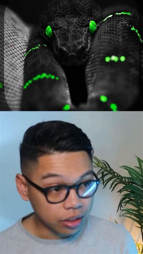 Image result for Spirit of Python