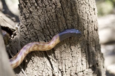 Image result for Brown-headed Python