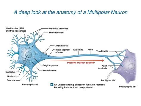 A Multipolar Neuron에 대한 이미지 결과