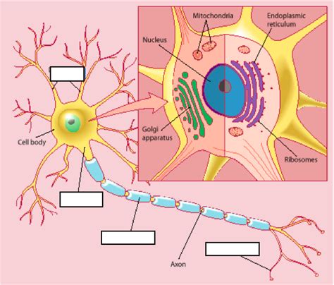 Neurons and glia Diagram | Quizlet
