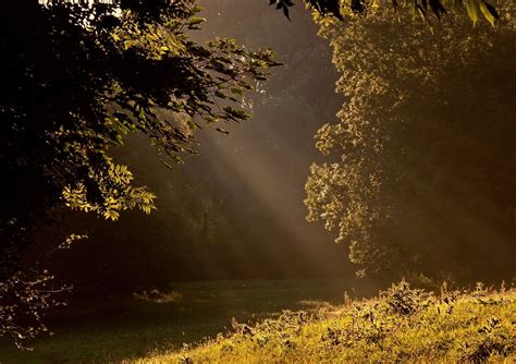 Image result for Morning Light Meadow